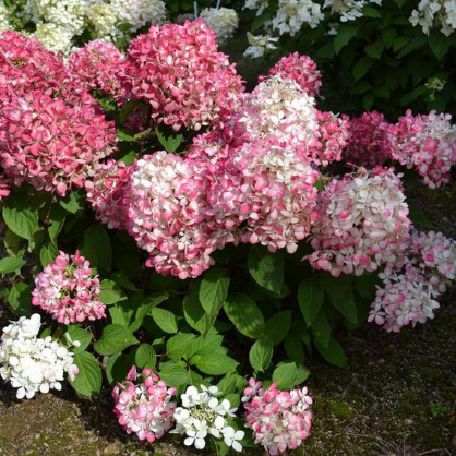 Гортензия Пинки Промис