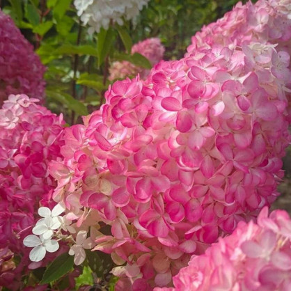 Гортензия метельчатая Пинк Энд Роуз