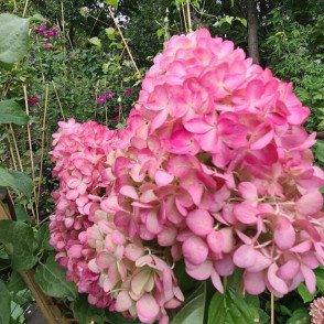 Гортензия метельчатая Распберри Пинк