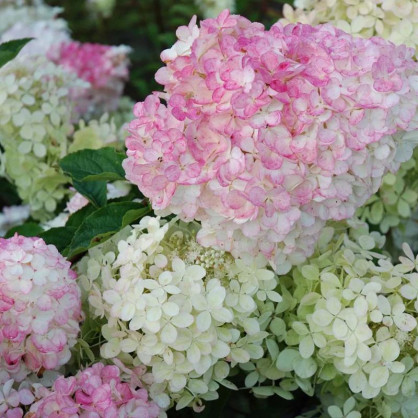 Гортензия метельчатая Литл Фрайз