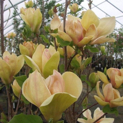 Магнолия Сенсейшн