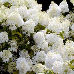 Гортензия Леди Ин Уайт