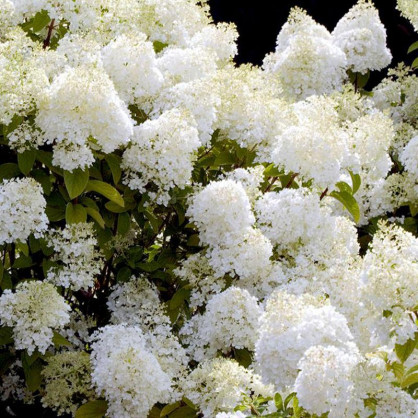 Гортензия Леди Ин Уайт