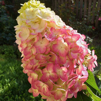 Гортензия Колорфул коктейль (Colorful Cocktail)