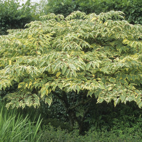 Бузина черная Мадонна