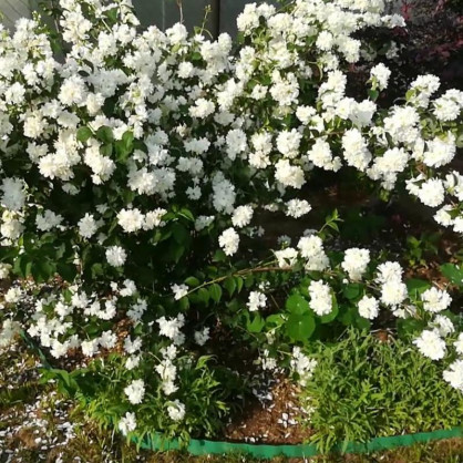 Чубушник Глетчер