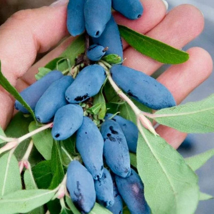 Жимолость Аврора