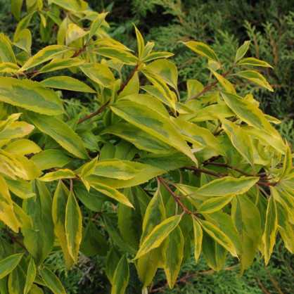 Форзиция Голден Тайм