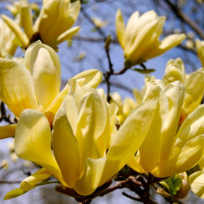 Магнолия Еллоу Лантерн