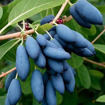 Жимолость Гордость Бакчара