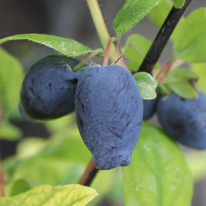 Жимолость Фиалка