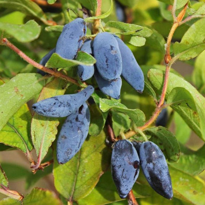 Жимолость Югана