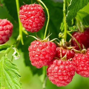 Малина Бальзам