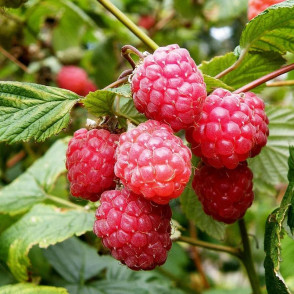 Малина Глен Ампл (Glen Ample)