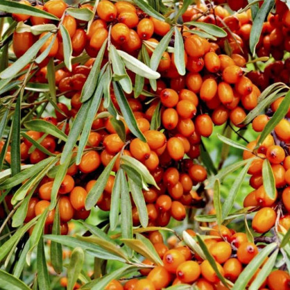 Облепиха Воробьевская