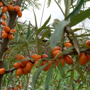 Облепиха Дар МГУ