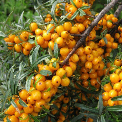 Облепиха Желтоплодная