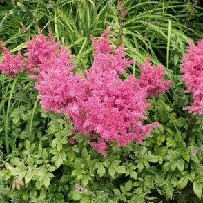 Астильба Арендса Анита Пфейфер (Anita Pfeifer)