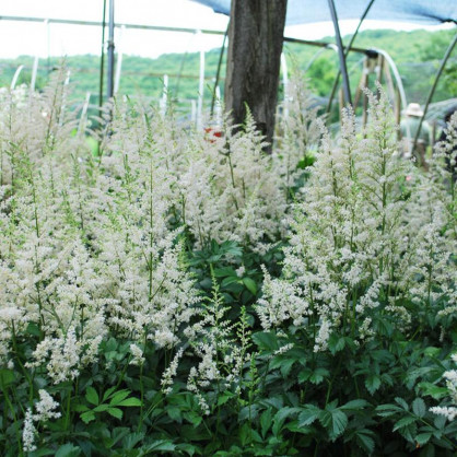 Астильба Арендса Браутшлеер (Braustcheier)