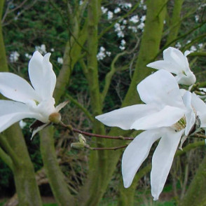 Магнолия Вадас Мемори