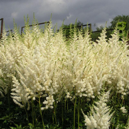 Астильба Арендса Диамант (Diamant)