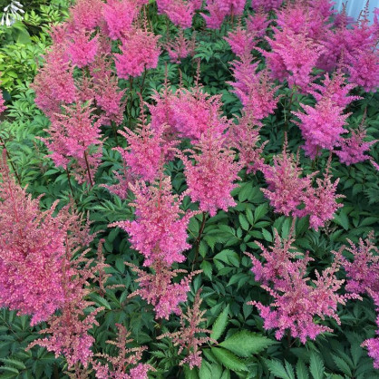 Астильба Арендса Глория Пурпуреа (Gloria Puprupea)