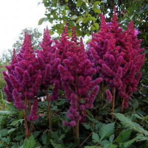 Астильба Вижион Ин Ред (Vision in Red)