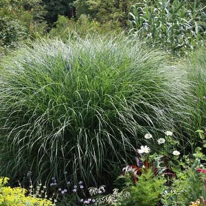 Мискантус китайский Грацилимус (Gracilimus)