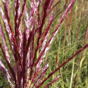 Мискантус китайский Ред Чиф (Red Chief)