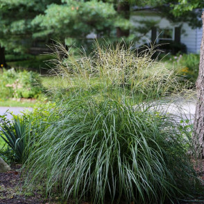 Мискантус китайский Якишума Дварф (Yakishuma Dwarf)