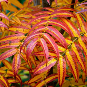 Рябина Додонг (Dodong)