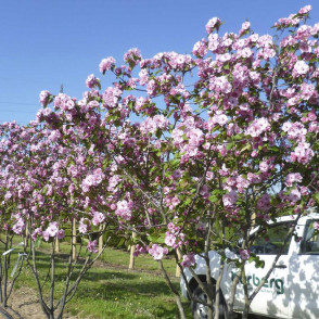 Яблоня декоративная Бренди Меджик (Brandy Magic)