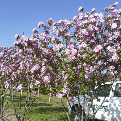 Яблоня декоративная Бренди Меджик (Brandy Magic)