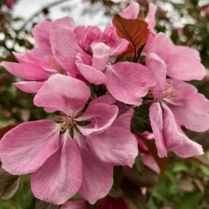 Яблоня Келси (Kelsey)