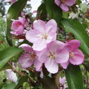 Яблоня декоративная Ола (Ola)