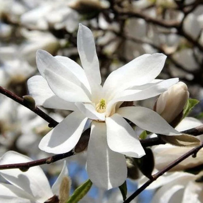 Магнолия Лебнера Меррил