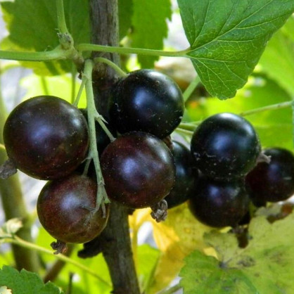 Смородина черная Аспирантская (Currant Postgraduate)