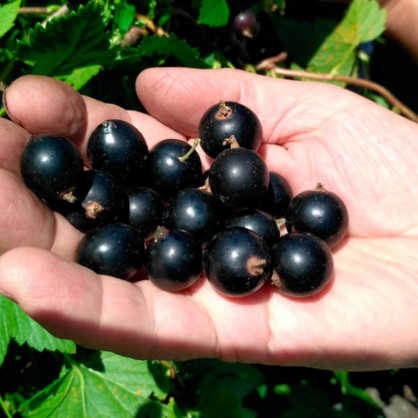 Смородина черная Черный Бумер