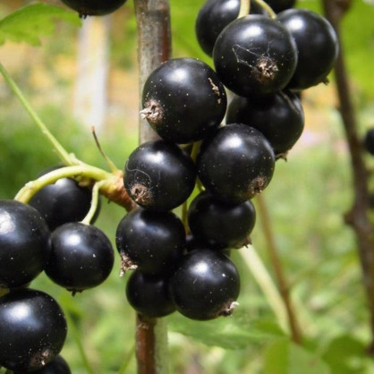 Смородина черная Ленинградская