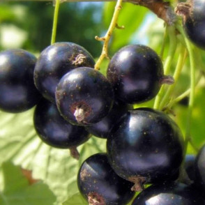 Смородина черная Биг Бен