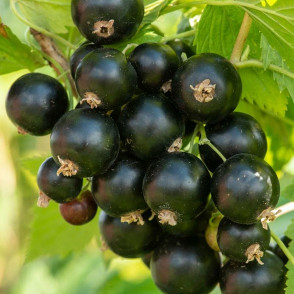 Смородина черная Нюрсинка