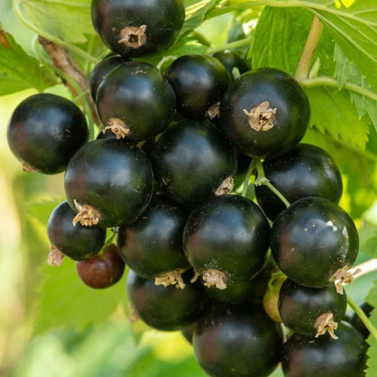 Смородина черная Нюрсинка