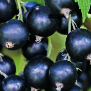 Смородина черная Добрый Джин (The Good Genie)