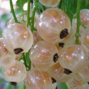 Смородина белая Белая Фея