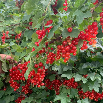 Смородина красная Троицкая