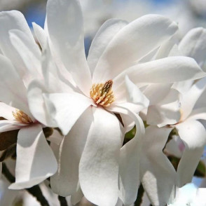 Магнолия лебнера Сноудрифт (Snowdrift)