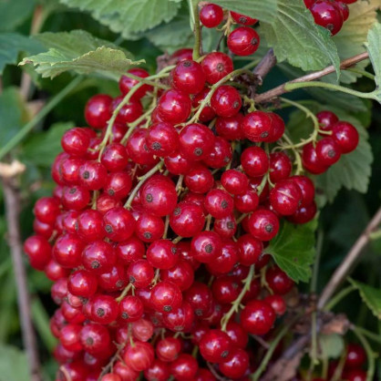 Смородина красная Каскад