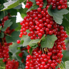 Смородина красная Ровада