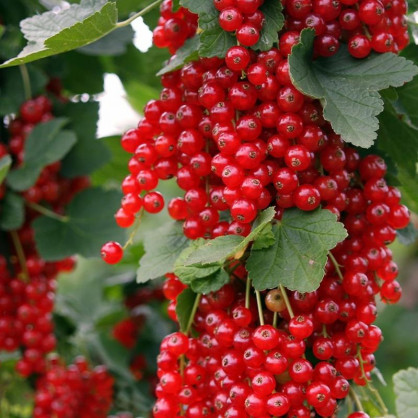 Смородина красная Ровада