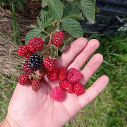 Ежемалина Ред Даймонд